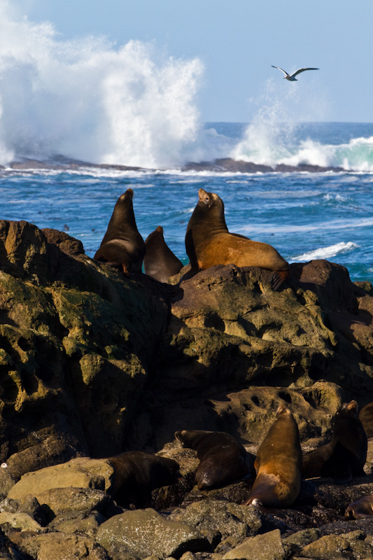 California Sea Lions And Breaking Waves